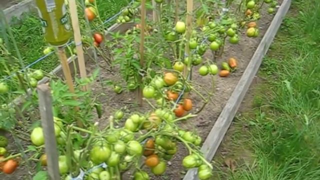 И ЕЩЕ ДОСТОЙНЫЙ СОРТ ДЛЯ ОГОРОДА НЕПАСЫНКУЮЩИЙСЯ ПОЛОСАТЫЙ смотреть онлайн