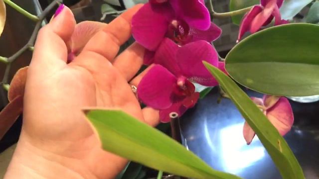 July updates on my orchids смотреть онлайн