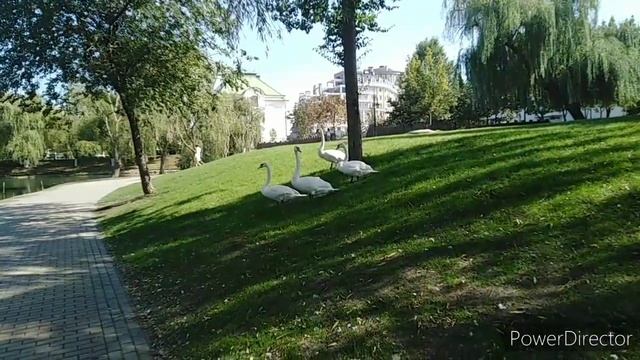 ЛЕБЕДИ и Отдых у ПРУДА с прекрасными ЛЕБЕДЯМИ! смотреть онлайн