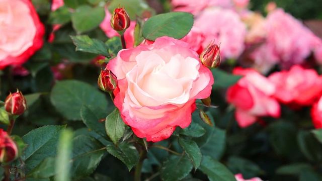 розы ривьера Сочи смотреть онлайн