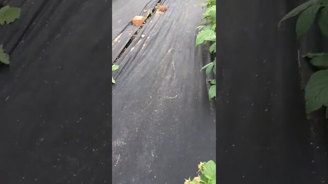 Малина Полка. смотреть онлайн