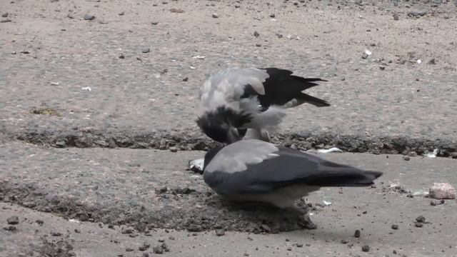Две вороны питаются сородичем... смотреть онлайн