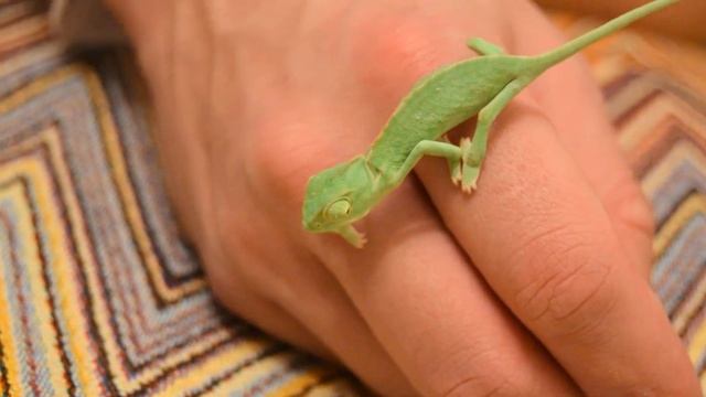 Йеменский хамелеон 8 см. Походка! Смотрите до конца) смотреть онлайн
