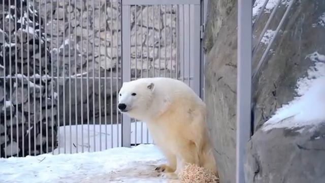 🐻❄️Романтик Диксон подышал, понюхал свежий снег - и ушел ☺️ смотреть онлайн