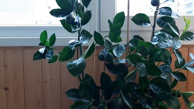 Удобрение по листу. Цитрусовые. Апельсин Фрагола, лимон Пандероза и лайм на балконе. смотреть онлайн