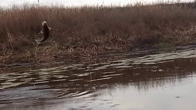 ВОТ ЭТО КАБАНЫ ЗДЕСЬ ВОДЯТСЯ!!! Ловля Ротанов-Гигантов на ПОПЛАВОЧНУЮ удочку поздней осенью!!! смотреть онлайн