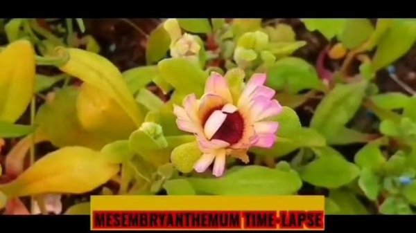 MESEMBRYANTHEMUM TIME-LAPSE