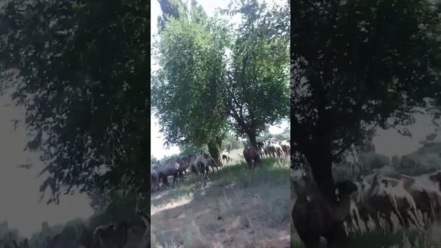 двугорбые вредители!! смотреть онлайн