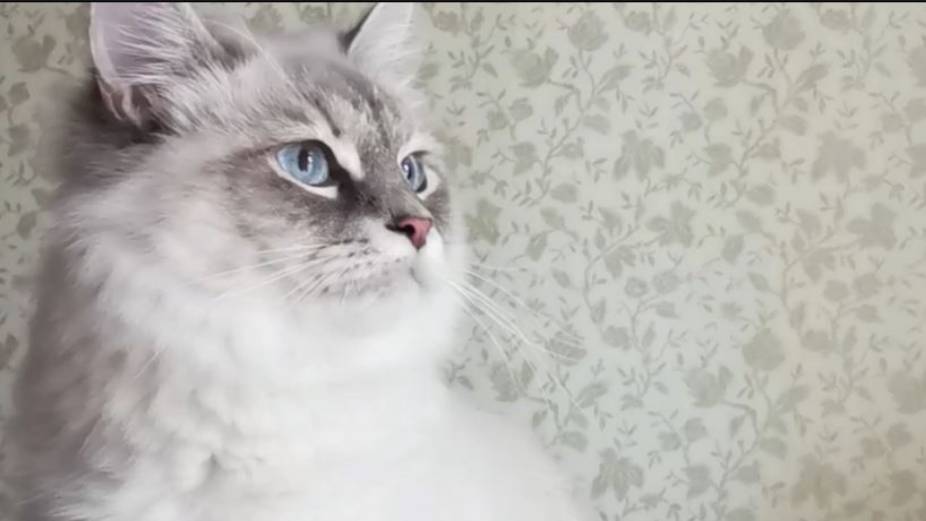 Милена_ЗаРебенкаПорву