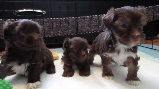 Русская цветная болонка, мальчики. Д.р. 25.03.2020. смотреть онлайн