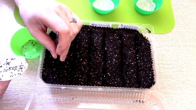 ВЕРБЕНА ИЗ СЕМЯН смотреть онлайн