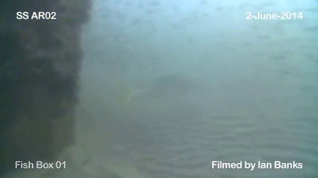 South Stradbroke Artificial Reef - June 2014 смотреть онлайн