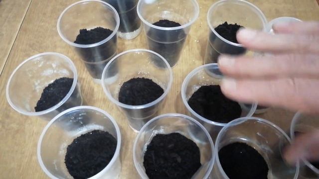 Выращивание огурцов зимой на подоконнике от А до Я Посадка часть 1 смотреть онлайн