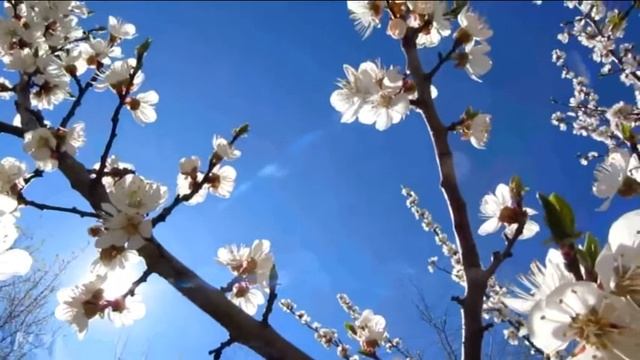 Цветение Весны*Красота......... смотреть онлайн