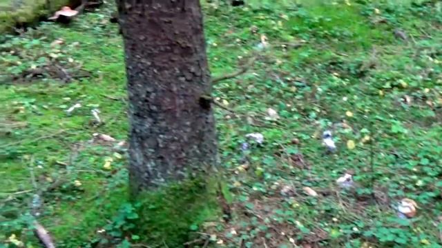 Ведьмин круг рядовок. Рядовка фиолетовая. Популярные народные грибы.