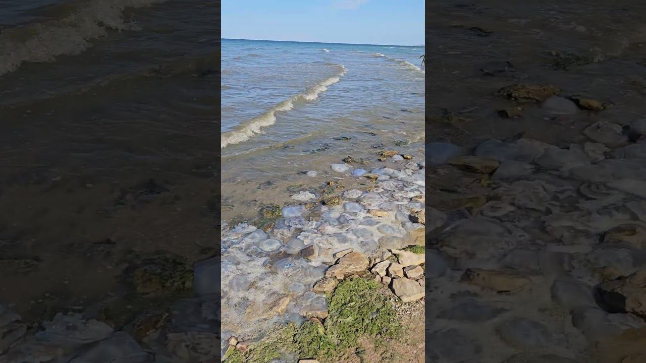 #Кучугуры. Море превратилось в холодец. Пляж в районе грязевого вулкана "Плевак" смотреть онлайн