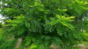 БЕЛАЯ АКАЦИЯ. УХОД, РАЗМНОЖЕНИЕ.