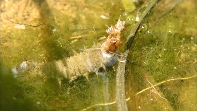 обед личинки водолюба смотреть онлайн