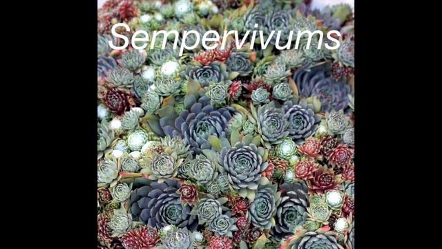 Succulents For Northerly Climates Part 1: Sempervivums #coldsucculents #hardysucculents #sempervivu