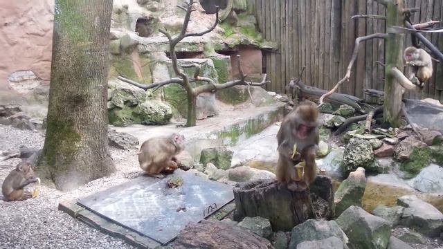Забавные обезьянки в зоопарке :) смотреть онлайн