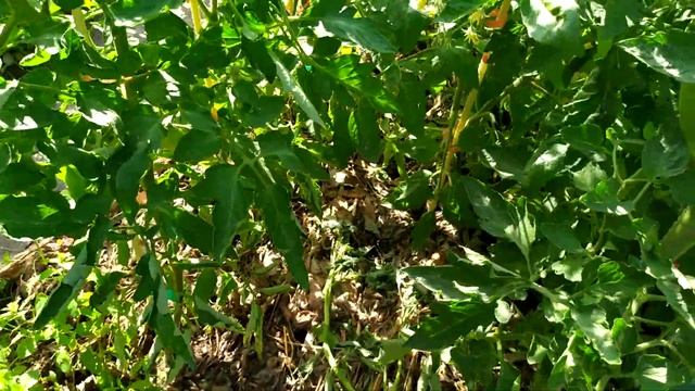 Как завязываются мои томаты в ог в жару (26.06.2021). Новые и проверенные сорта. Часть 2. смотреть онлайн