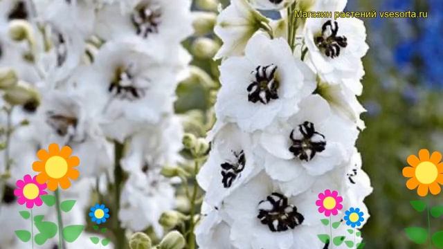 Дельфиниум высокий Блэк Перл. Краткий обзор, описание характеристик delphinium elatum Black Pearl смотреть онлайн