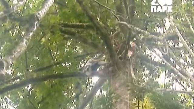 Кошмарные насекомые смотреть онлайн