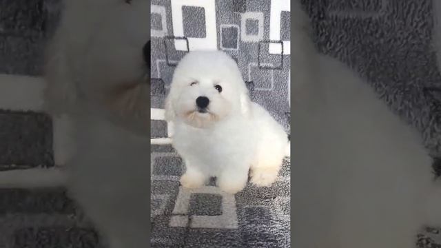 Мальчик #бишон смотреть онлайн