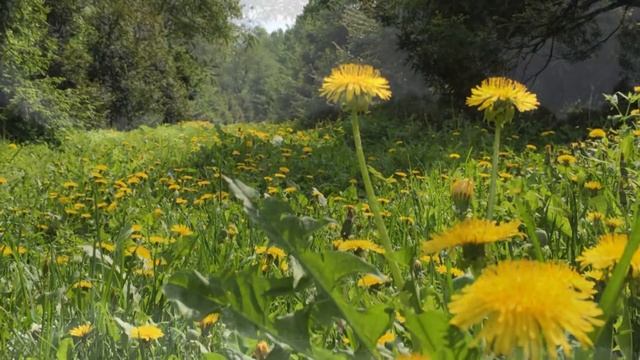 И.С.Бах на природе / I.S.Bach in Nature смотреть онлайн