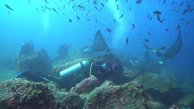 Galapagos Diving 2013 смотреть онлайн