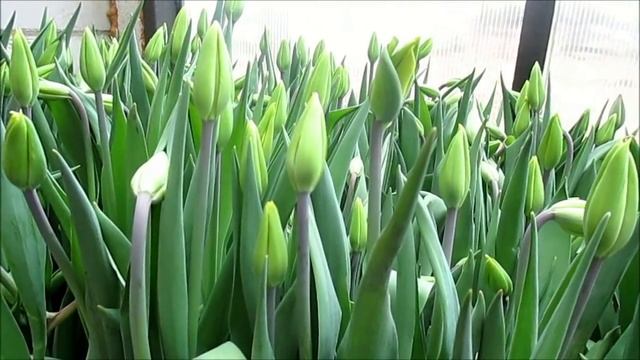 Подкормка тюльпанов при выгонке смотреть онлайн