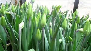 Подкормка тюльпанов при выгонке