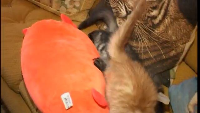 Kitten from LuKoshkino in Vesti-Ryazan смотреть онлайн