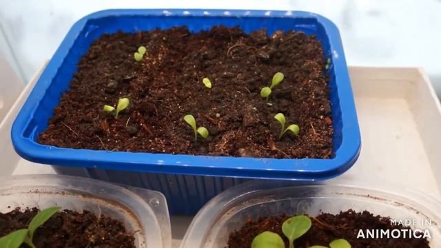 Ждем весну: немного метели, немного стихов и немного цветов... смотреть онлайн