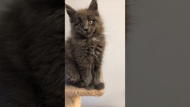 Голубой дым с белым (as 09) кошка Мейн-кун, 3 месяца смотреть онлайн