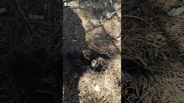 Сосновый боровик смотреть онлайн