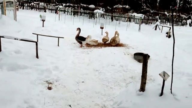 Гуси Линда и гусак кубинский смотреть онлайн