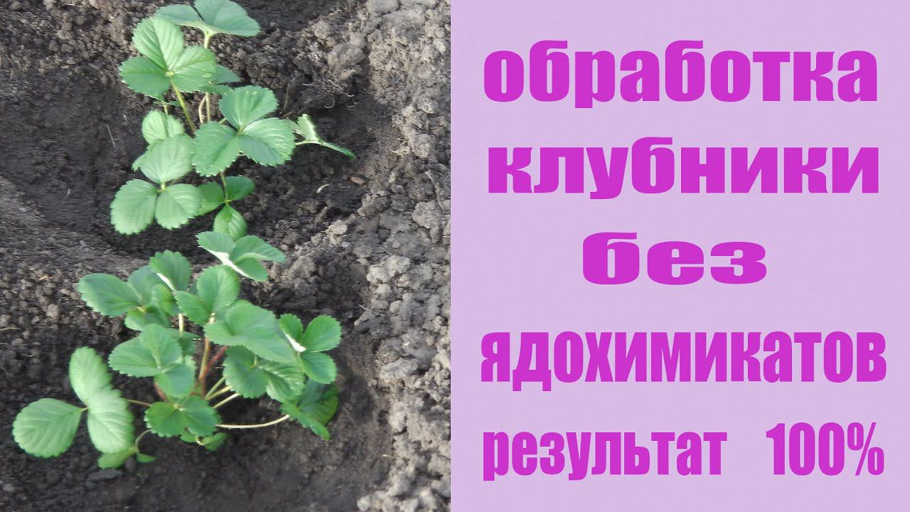 ЧЕМ ОБРАБОТАТЬ КЛУБНИКУ ОТ ВРЕДИТЕЛЕЙ БЕЗ ЯДОХИМИКАТОВ . САНИТАРНАЯ ОБРЕЗКА КЛУБНИКИ смотреть онлайн