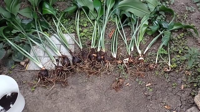 Последняя летняя ночь в саду. Прекрасный ЭУХАРИС. смотреть онлайн