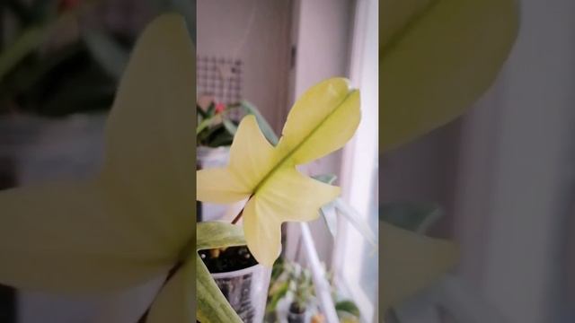 Philodendron Florida beauty Alba || филодендрон Флорида бьюти альба смотреть онлайн