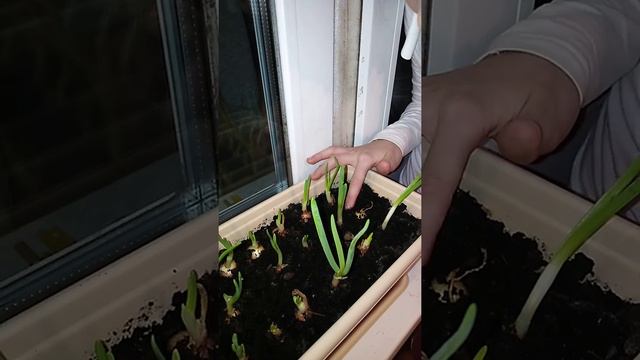 Сажаем лук в домашних условиях