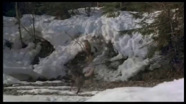 Eva Richie "Волчица" смотреть онлайн