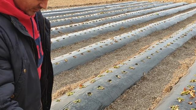 Где взять качественную рассаду. В гостях у Бизнес на 50 сотках. смотреть онлайн