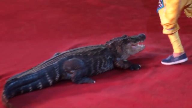 Crocodiles show. Шоу крокодилов. смотреть онлайн