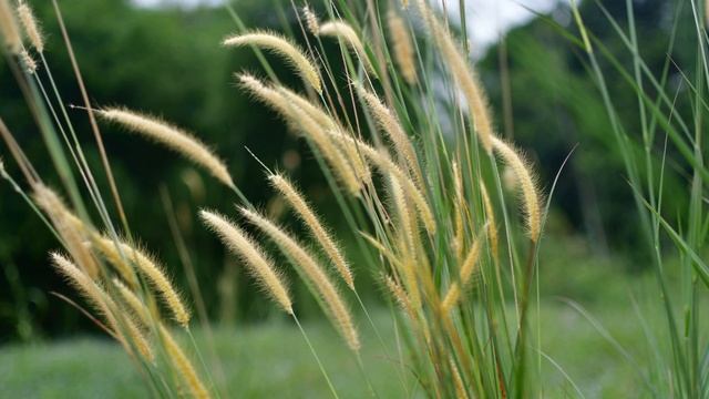 minecraft java edition - i can't use display name on minecraft 1.13+ смотреть онлайн