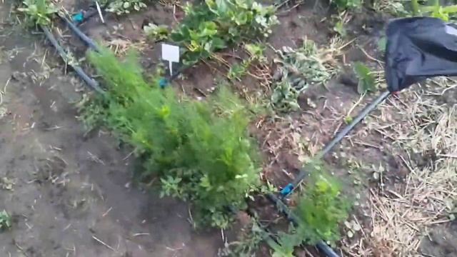 Обзор состояния клубники на 02.06.2021г. смотреть онлайн