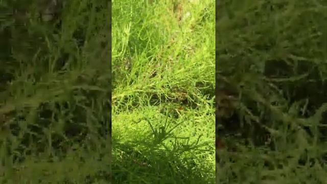 Santolina rosmarinifolia смотреть онлайн