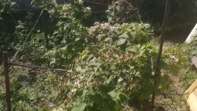 Купили дачу, обустройство дачного участка своими руками, первый обзор. смотреть онлайн