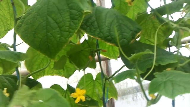 Огурец 3 ноября смотреть онлайн