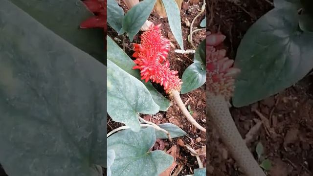 Anthurium bakeri 🏵️🌿😍 смотреть онлайн